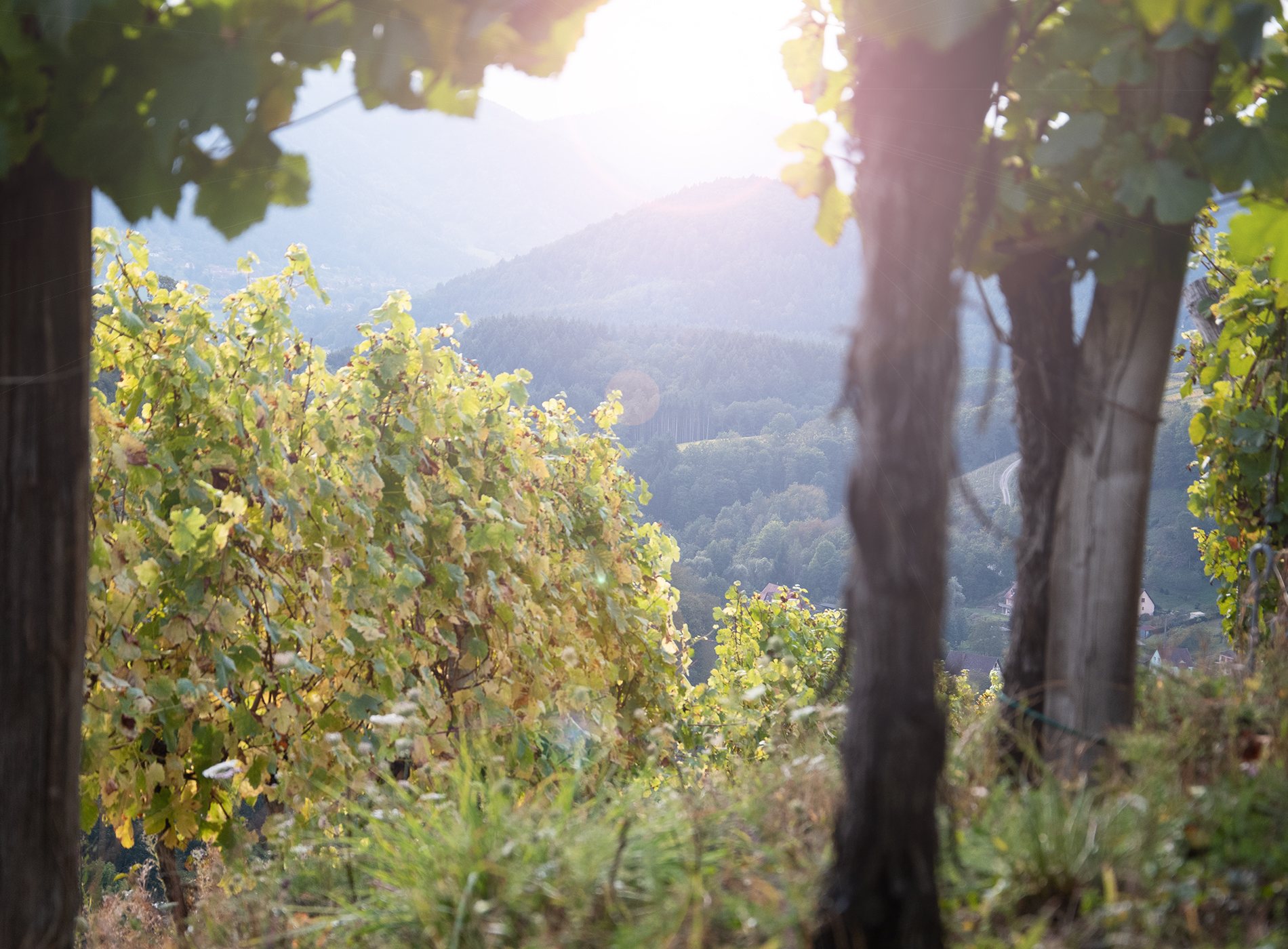 Quoi-du-vins-dans-la-vv