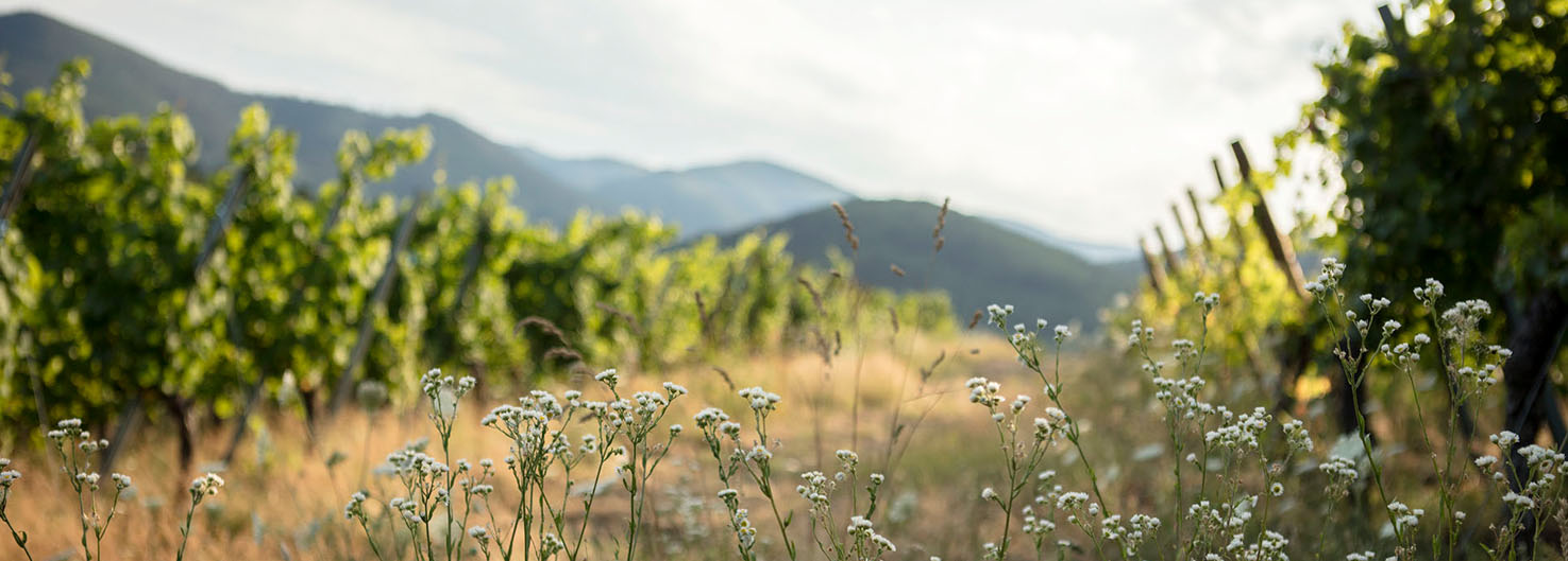 Tourisme - Vignoble de montagne